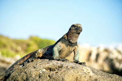 Close-up of lizard on rock against sky