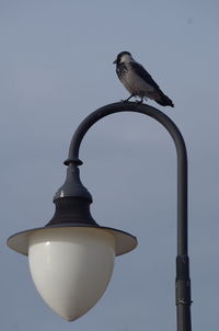 Low angle view of bird perching on street light against sky