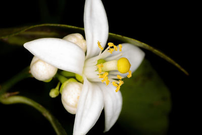 Close-up of white flowering plant