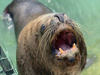 Close-up of an animal