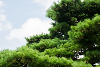 Low angle view of trees against sky