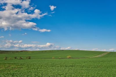 Scenic view of agricultural field against sky