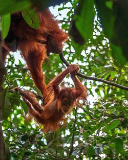 Low angle view of monkey on tree