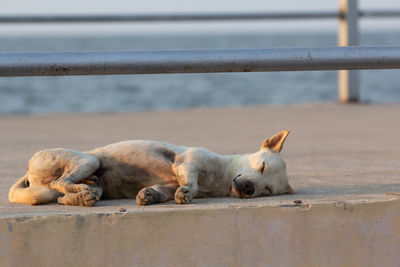 Sheep sleeping on railing by sea