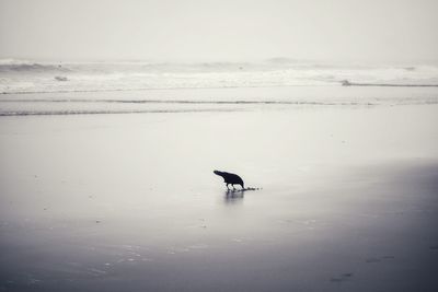 View of bird on beach