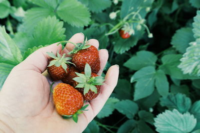 Close-up of hand holding strawberries