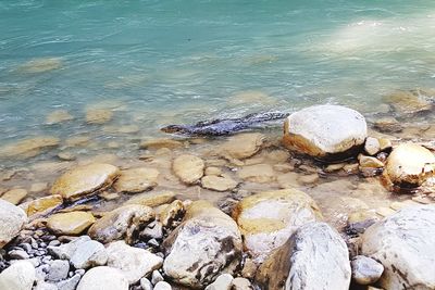 Sea turtle on rock at beach