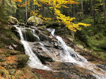 Scenic view of waterfall in forest