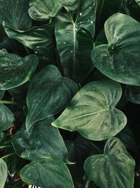 Close-up of wet leaves