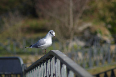Close-up of seagull