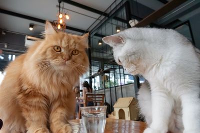 Close-up of a cat