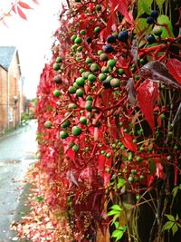 Red leaves on tree trunk