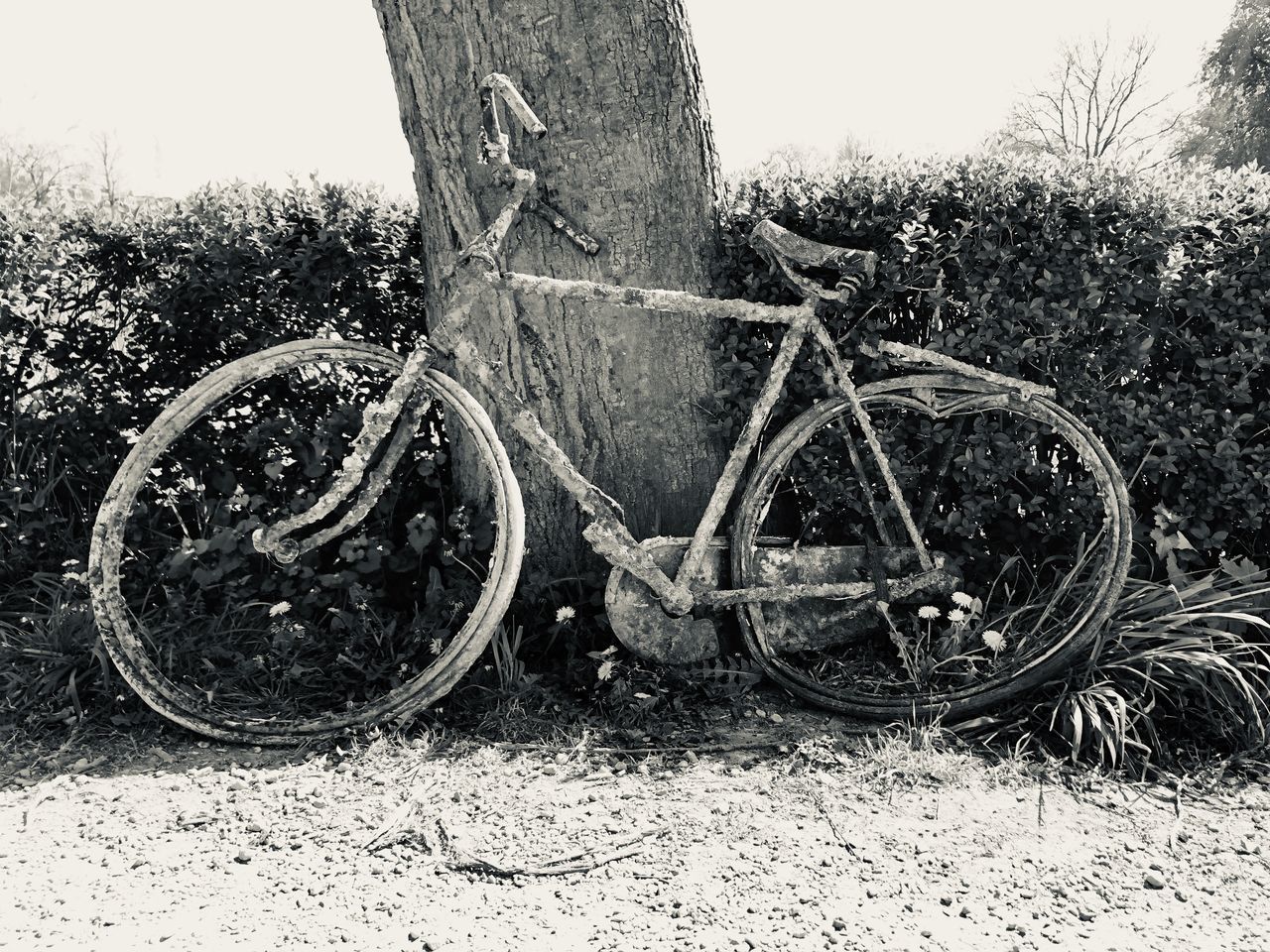 OLD RUSTY BICYCLE ON TREE TRUNK