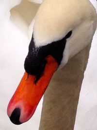 Close-up of birds