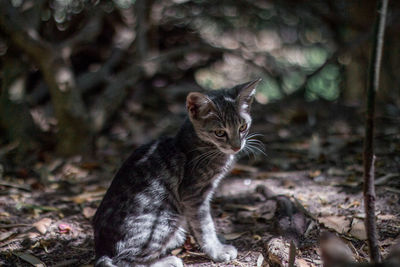 Portrait of cat sitting outdoors