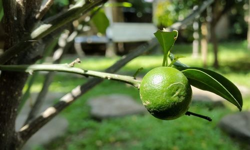 Close-up of fruit growing on tree