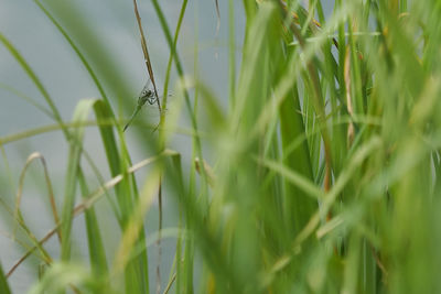 Close-up of insect on grass