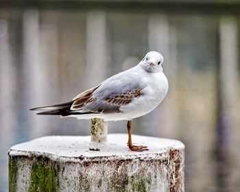 Close-up of seagull perching outdoors