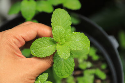 Close-up of hand holding leaves