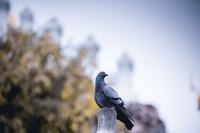 Close-up of pigeon perching on the ground