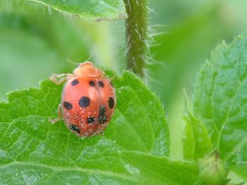 Close-up of ladybug on leaf