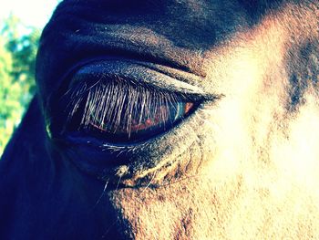 Close-up of human eye