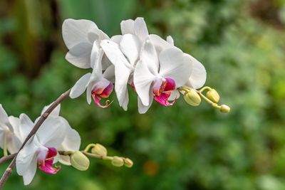 Close-up of white flowering plant