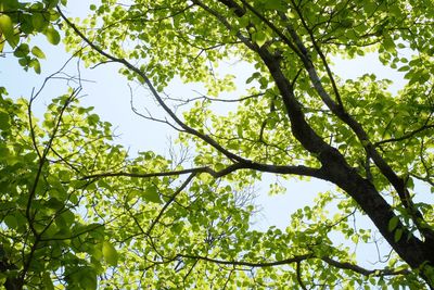 Low angle view of tree in forest