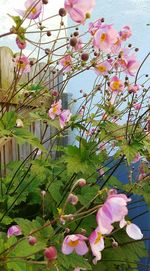 Close-up of plant with flowers