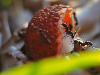 Close-up of ant on fruit