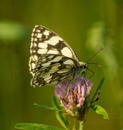 Marbled white english butterfly black spotted wings perched on wild flowers spring view