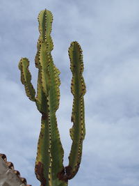 Low angle view of plant against sky
