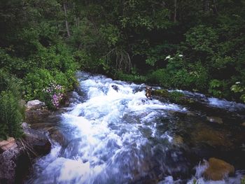 Scenic view of waterfall in forest