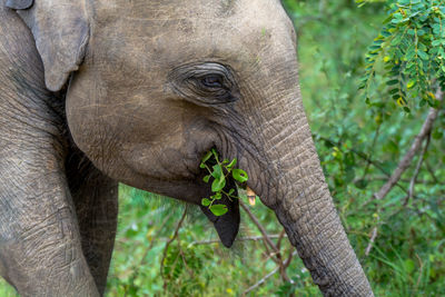 Close-up of elephant