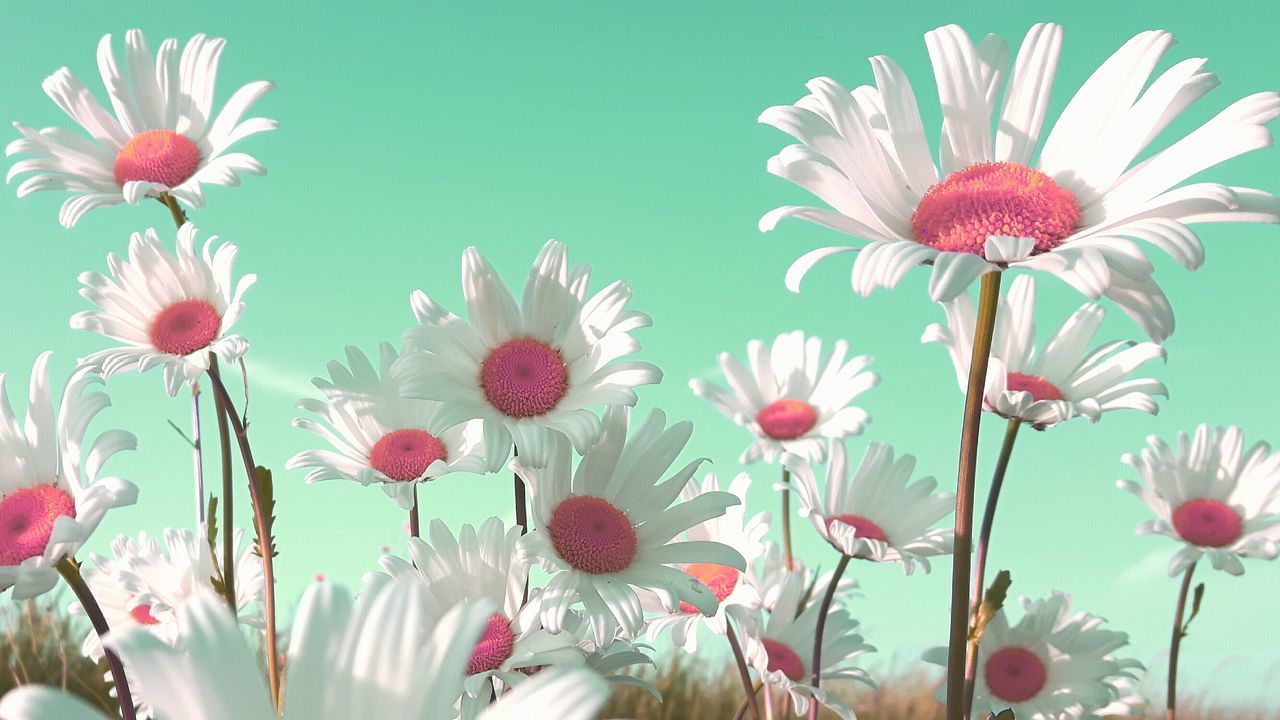 CLOSE-UP OF PINK AND WHITE DAISY