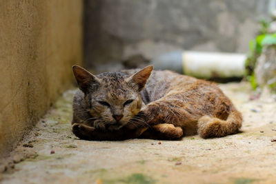 Portrait of a sleeping cat