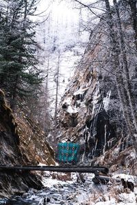 View of trees on snow covered land
