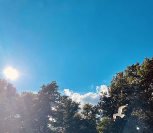 Low angle view of trees against blue sky