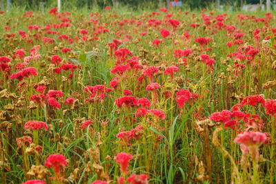 Close-up of red flowering plants on field