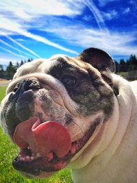 Close-up of english bulldog sticking out tongue against sky