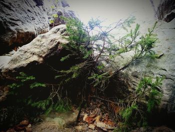 Close-up of moss growing on tree