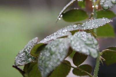 Close-up of wet plant leaves during rainy season