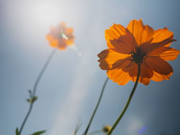 Close-up of orange cosmos flower