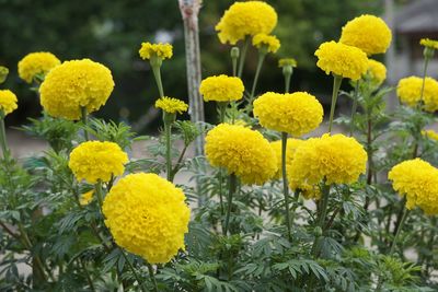 Close-up of yellow flowering plants