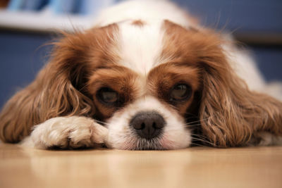 Blenheim cavalier king charles spaniel lap dog. chestnut and white. lying on floor. close up.  