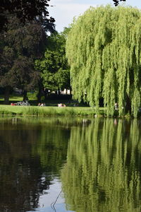 Reflection of trees in water