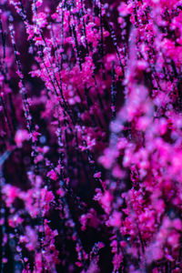 Close-up of pink cherry blossom