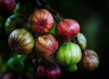 Close-up of fruits