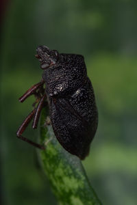 Close-up of insect on leaf