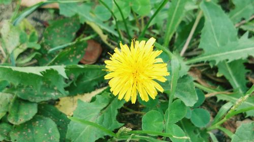 Close-up of yellow flower blooming in field